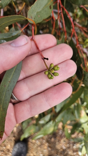 York Gum (Eucalyptus loxophleba)