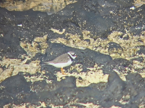 iNaturalist: (c) gabidoc, some rights reserved (CC BY-NC), uploaded by gabidoc iNaturalist image