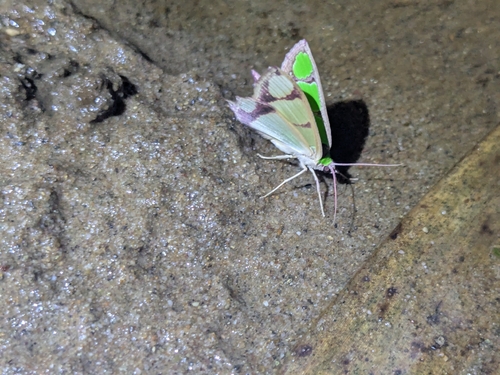 Agathia carissima