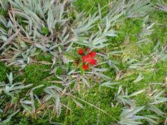 Castilleja fissifolia