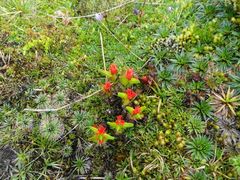Castilleja fissifolia