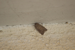 Protorthodes melanopis