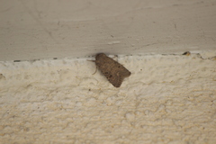Protorthodes melanopis