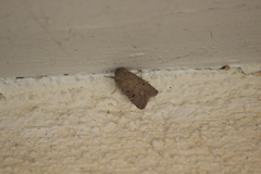 Protorthodes melanopis