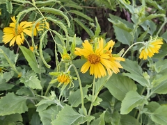 Verbesina encelioides, recorded flowering