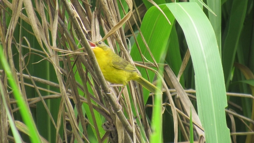 Masked Yellowthroat (Geothlypis aequinoctialis), photo 10