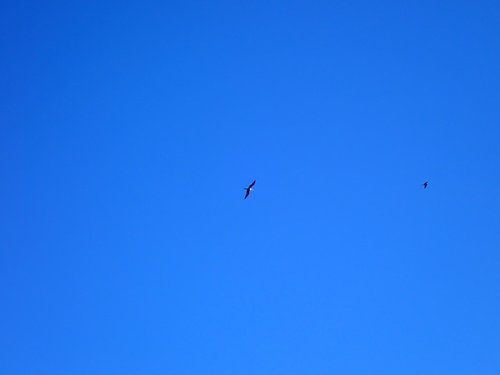 Lesser Frigatebird (Fregata ariel), photo 6