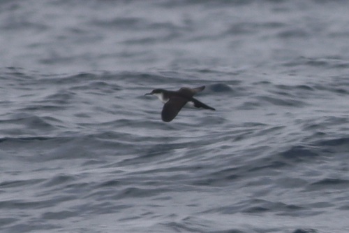 Manx Shearwater (Puffinus puffinus), photo 4