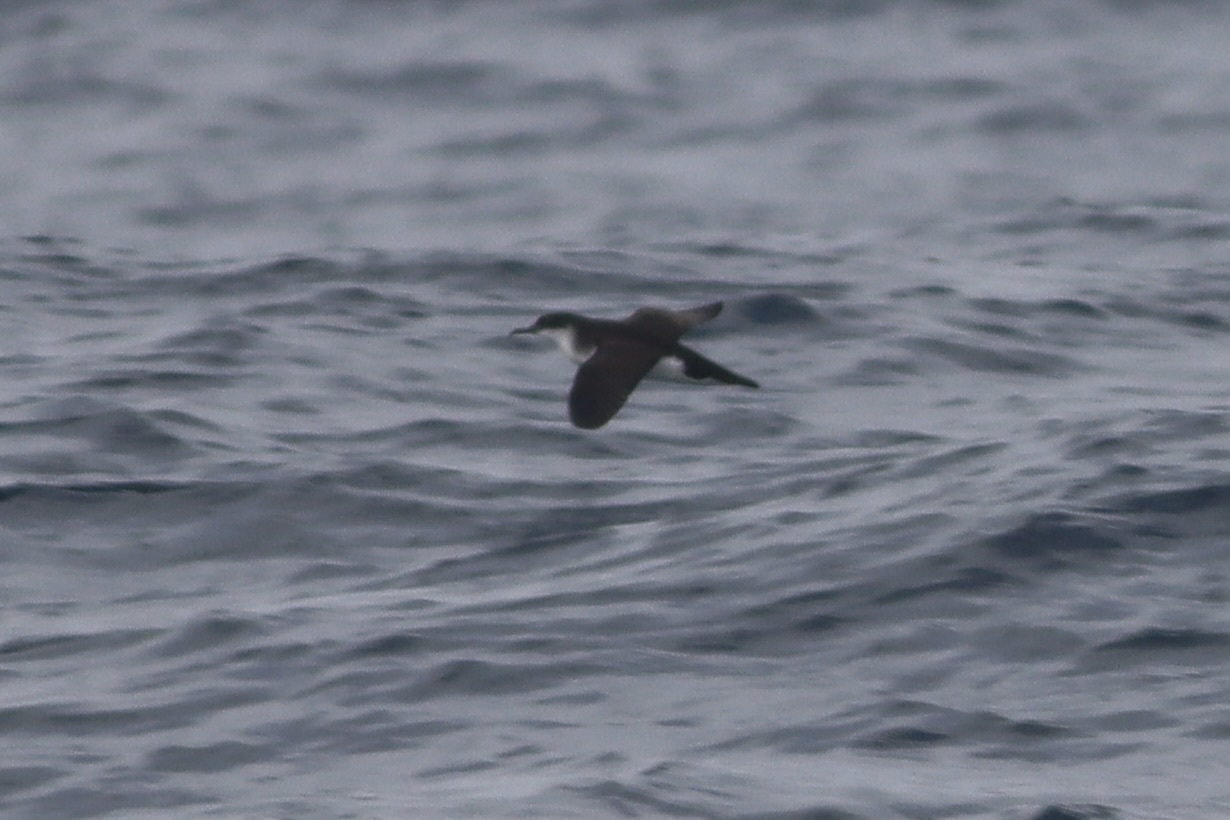 Manx Shearwater (Puffinus puffinus), photo 4
