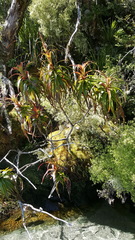 Dracophyllum traversii
