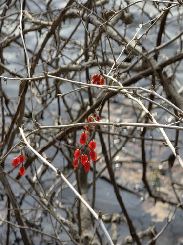 Common Barberry (Berberis vulgaris)