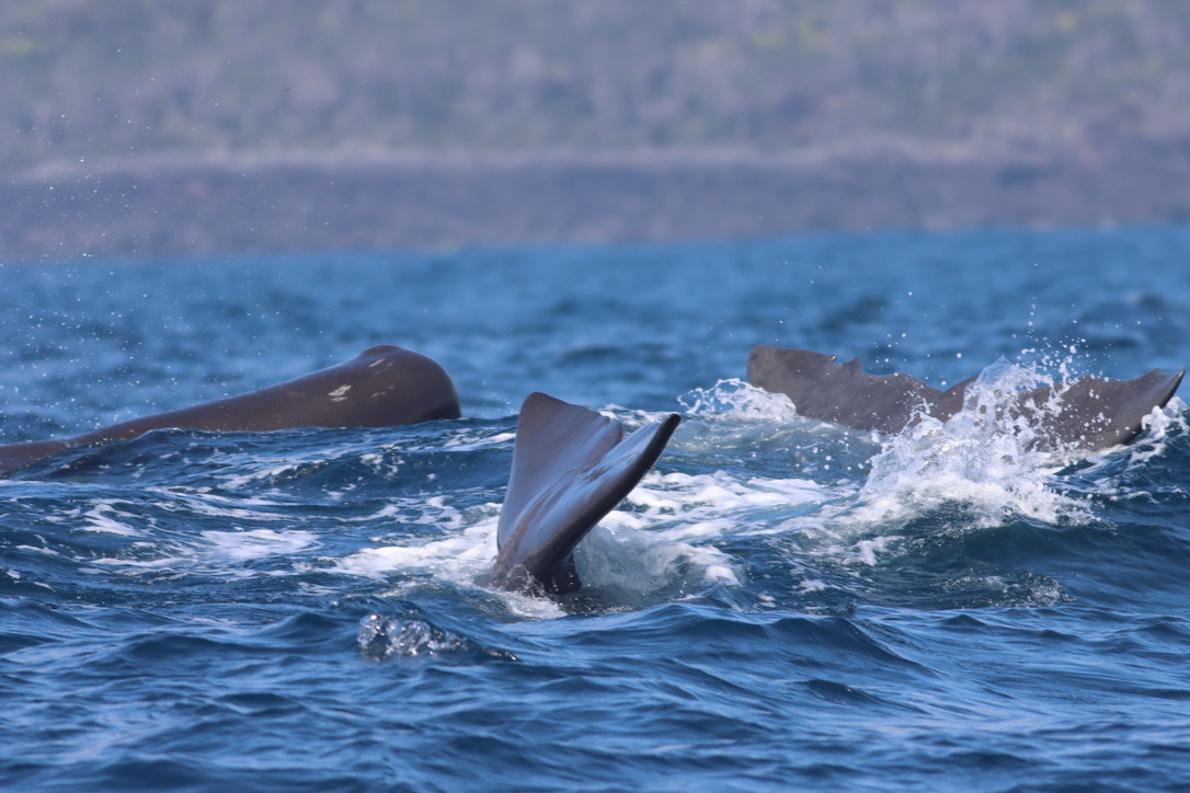 Physeter macrocephalus