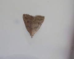 Tolpiodes oligolasia