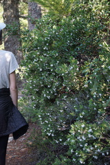 Arctostaphylos montana