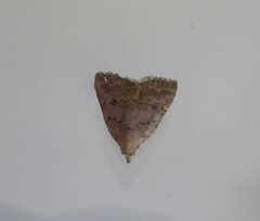 Tolpiodes oligolasia