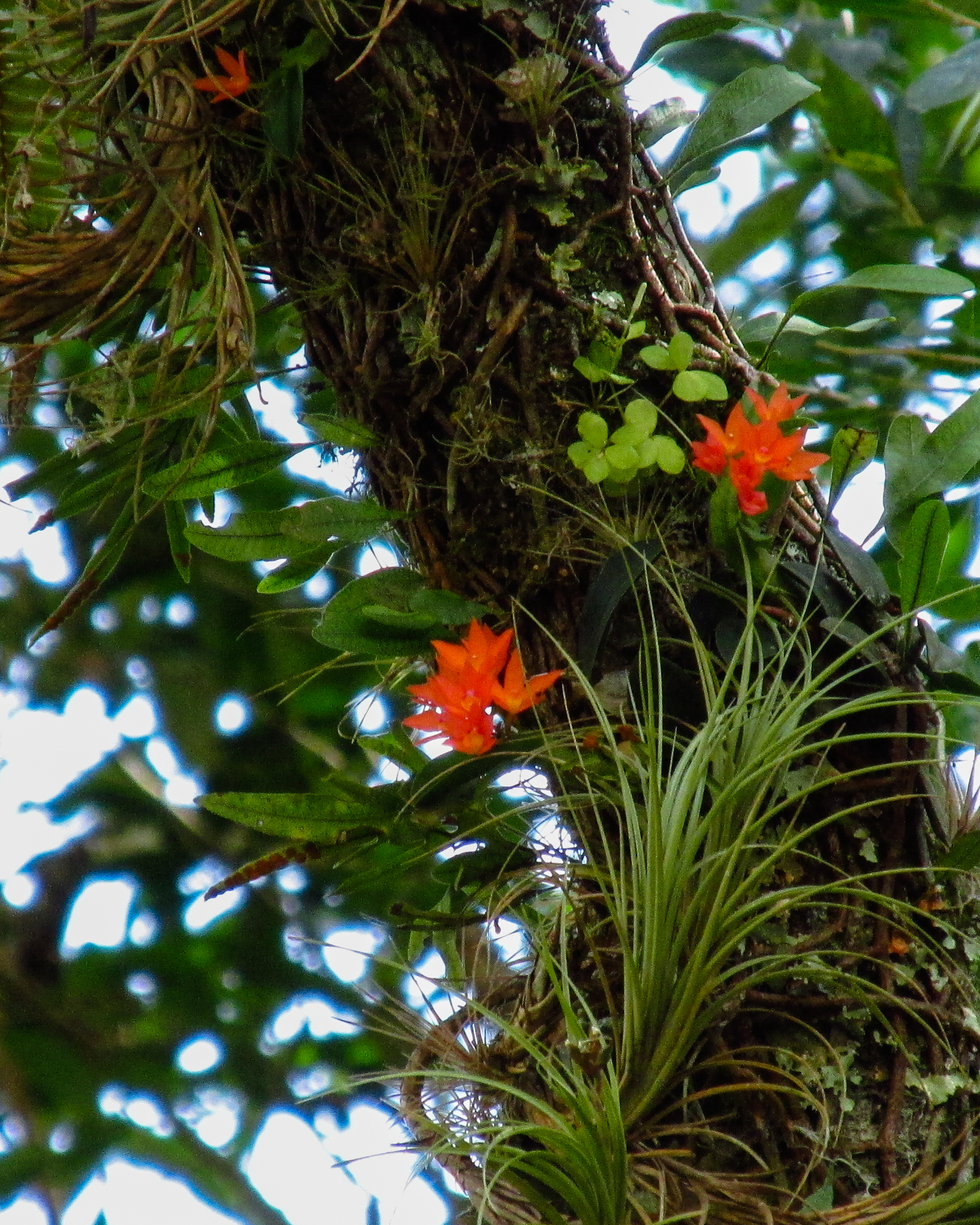 Cattleya cernua