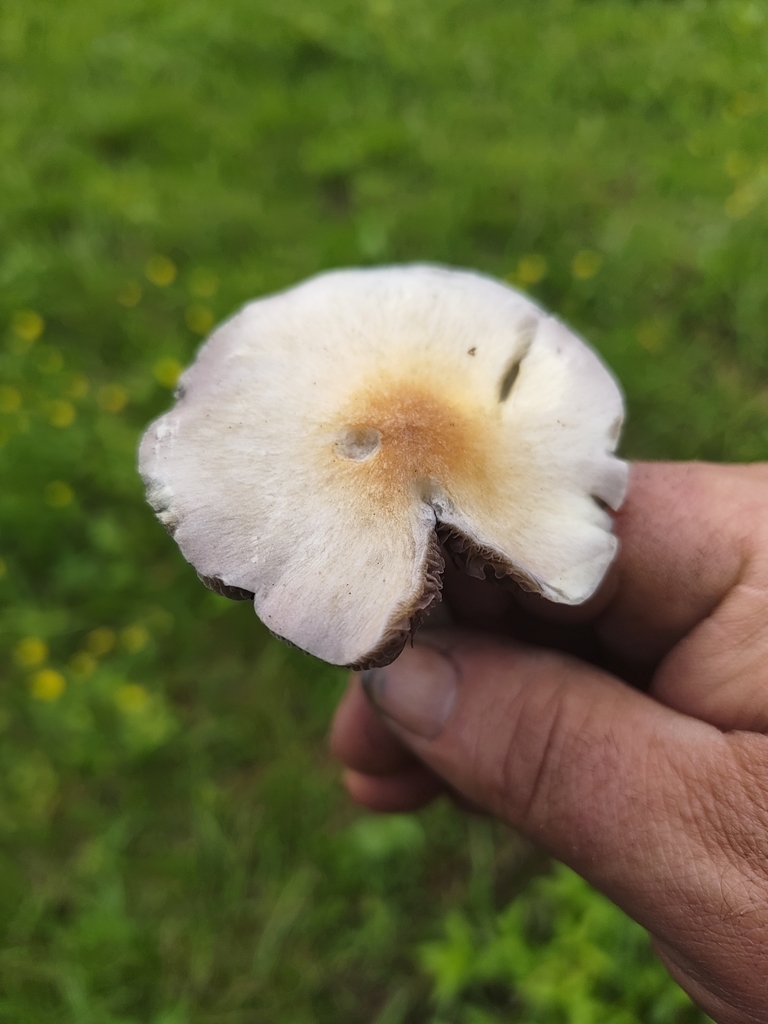 Psilocybe cubensis · April 2026 · photo: © nicksg (iNaturalist, cc-by-sa)