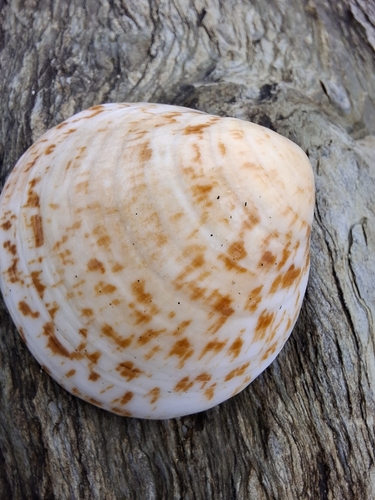 Glycymeris glycymeris