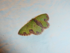 Synchlora xysteraria