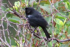 Diglossa lafresnayii