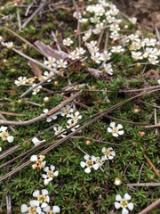 Pyxidanthera brevifolia