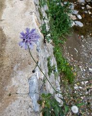 Knautia integrifolia