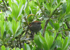 Synallaxis subpudica