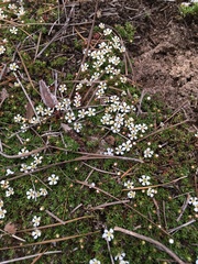 Pyxidanthera brevifolia