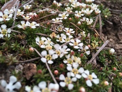 Pyxidanthera brevifolia