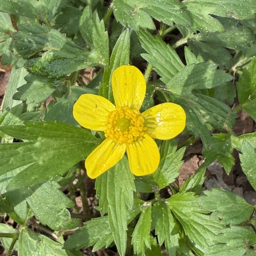 Swamp Buttercup (Ranunculus septentrionalis)