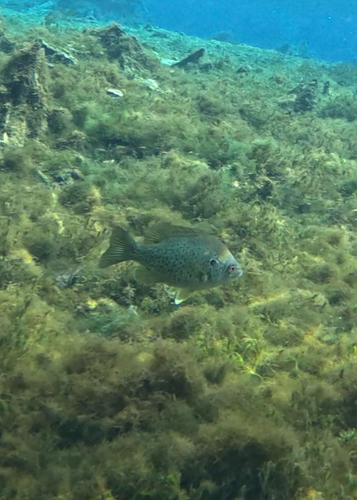 Lepomis microlophus