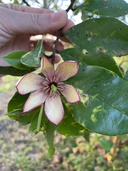 Magnolia figo