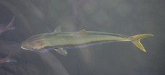 Seriola lalandi