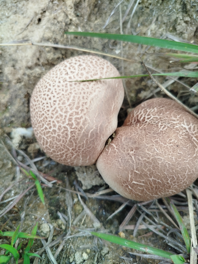 Scleroderma citrinum · April 2026 · photo: © sirhenrry (iNaturalist, cc-by)