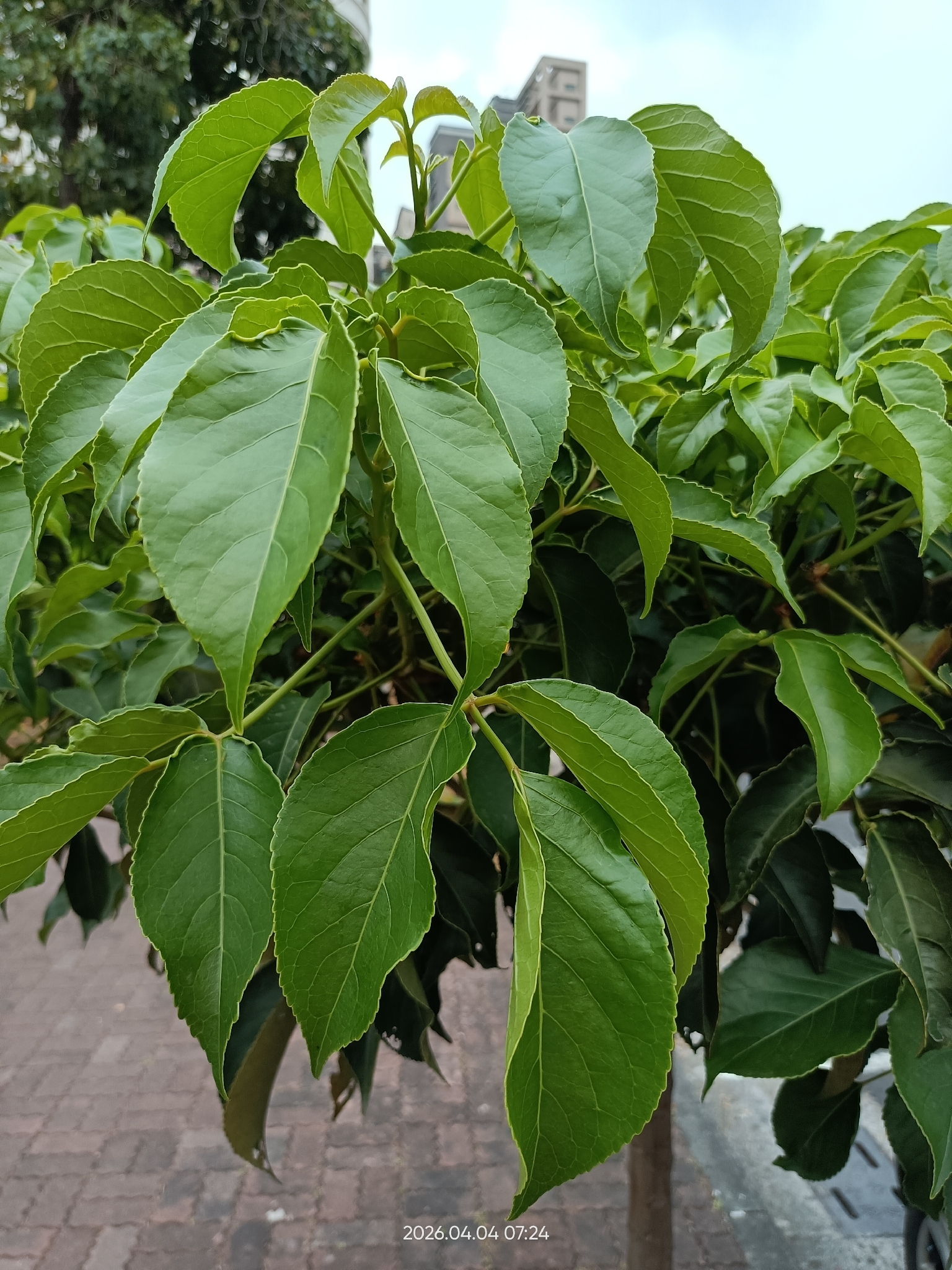 Javanese Bishopwood (Bischofia javanica)
