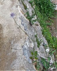 Knautia integrifolia