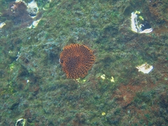Heliaster cumingi