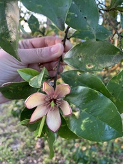Magnolia figo