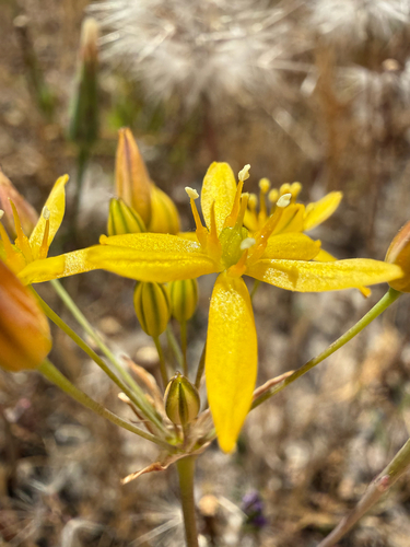 San Diego goldenstar (Bloomeria clevelandii)