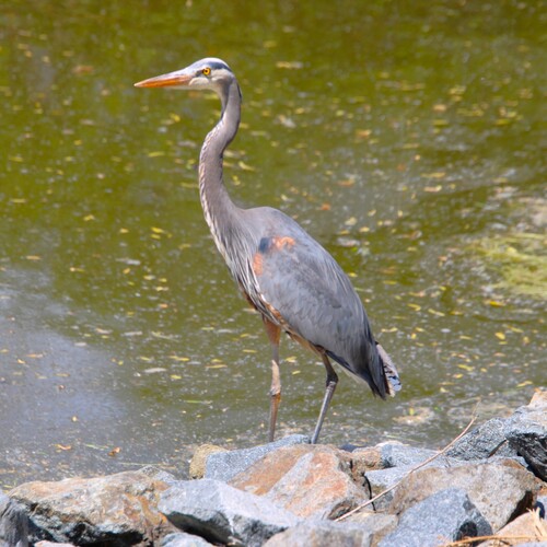 iNaturalist observation photo of Great Blue Heron