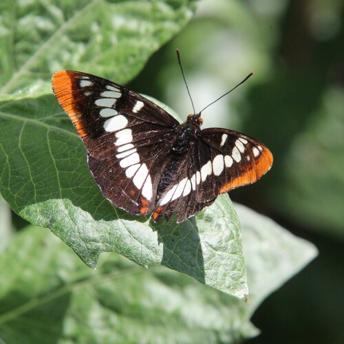 iNaturalist observation photo of Lorquin's Admiral
