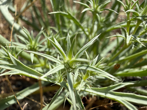 san diego button-celery (Eryngium aristulatum)