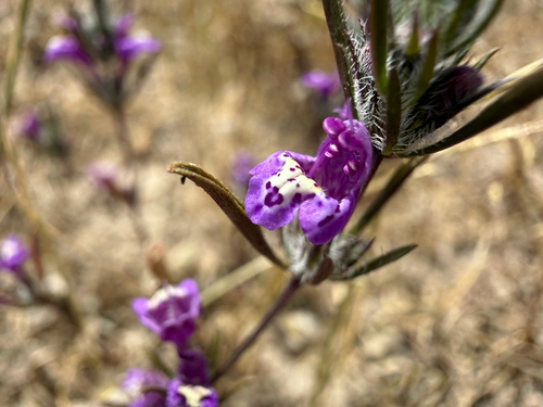 San Diego mesa mint (Pogogyne abramsii)