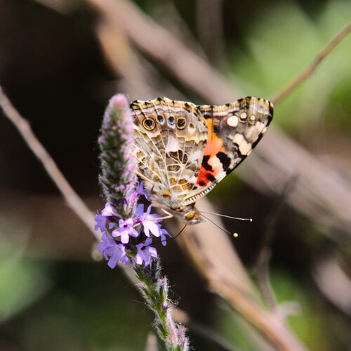 iNaturalist observation photo of Painted Lady
