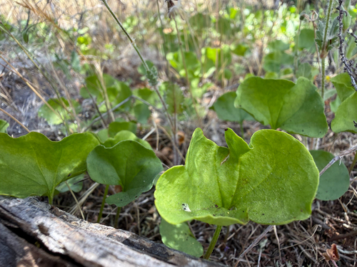 Western Ponysfoot (Dichondra occidentalis)
