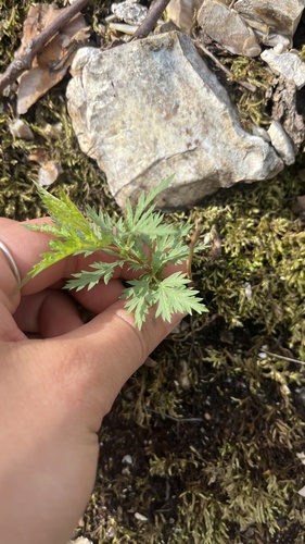 American ipecac (Gillenia stipulata)