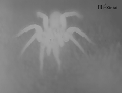 Myrmekiaphila comstocki