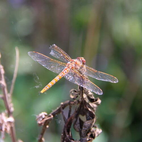 iNaturalist observation photo of Variegated Meadowhawk