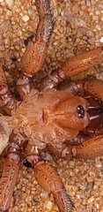 Myrmekiaphila comstocki