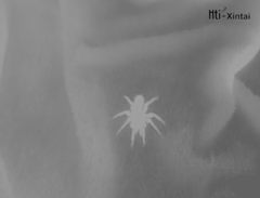 Myrmekiaphila comstocki